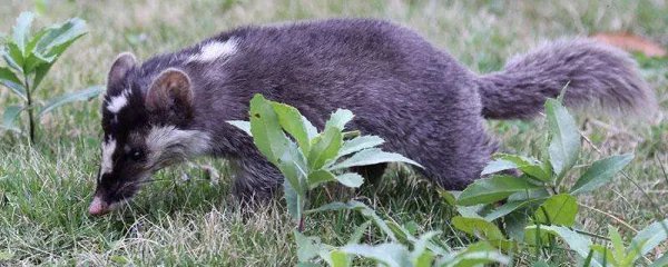 果子狸现身重庆阴条岭，这种动物一般分布在哪些地区？