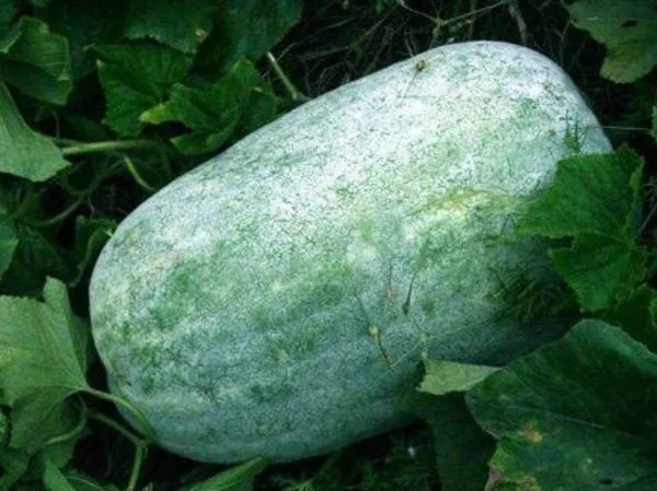 农户种出1米5高冬瓜,冬瓜一般是有多长?