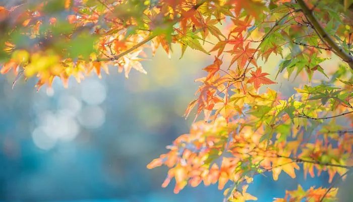 白露节气的注意事项 白露要注意什么