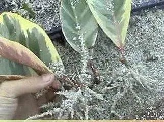 怎么养殖橡皮树？