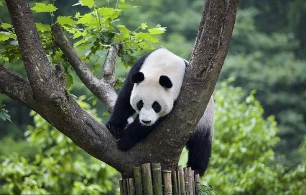 大熊猫灵灵去世，去世的原因是什么？