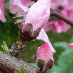 吴石法的简介