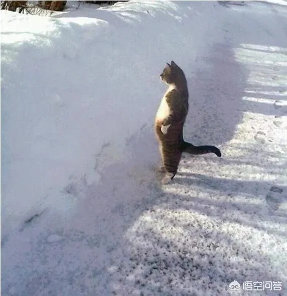 猫为什么可以站着?