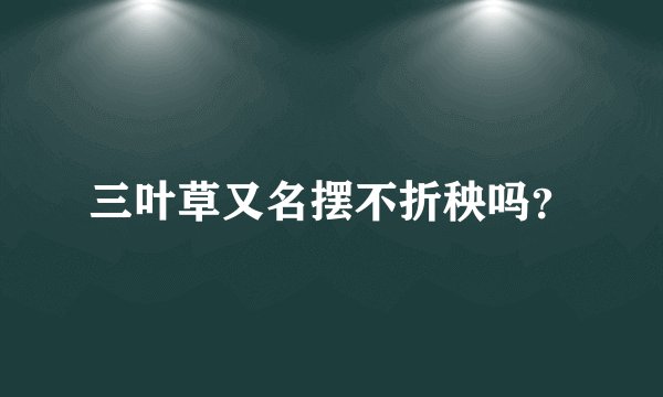 三叶草又名摆不折秧吗?