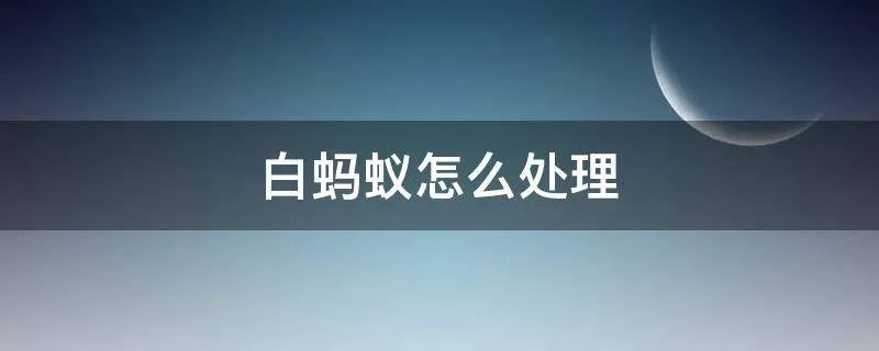 白蚂蚁怎么处理