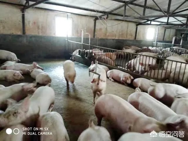 安徽猪饲料排名