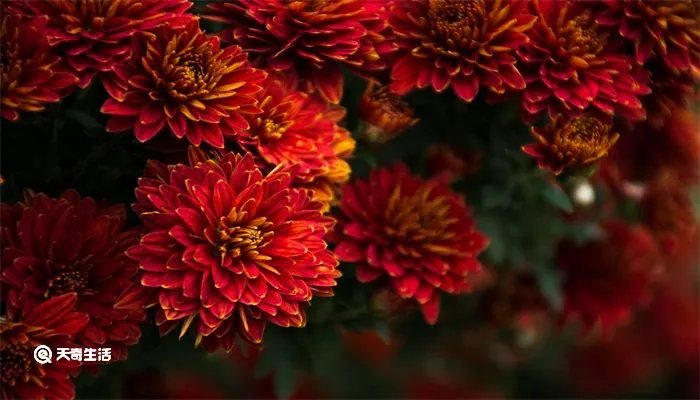 菊月是几月