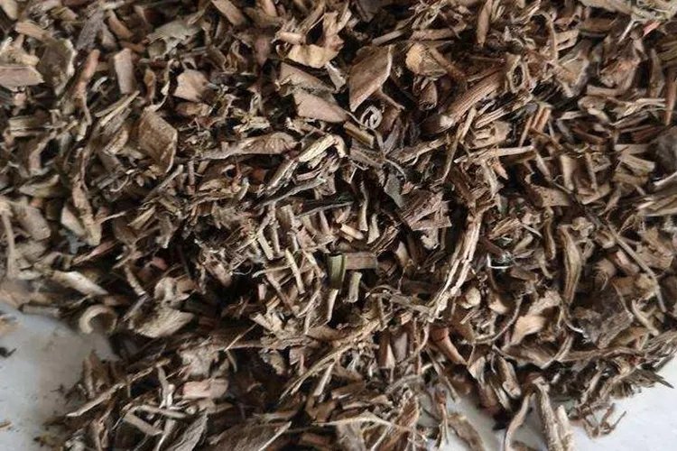 地黄连图片