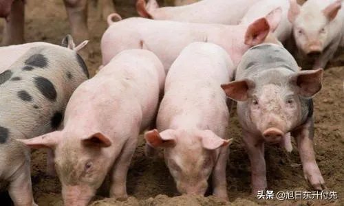 7月14日,10个省份的生猪价格突破了10元/斤的行情,这个行情能持续多久?