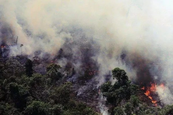澳洲火山考拉