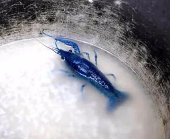 江苏现蓝色小龙虾是怎么回事?
