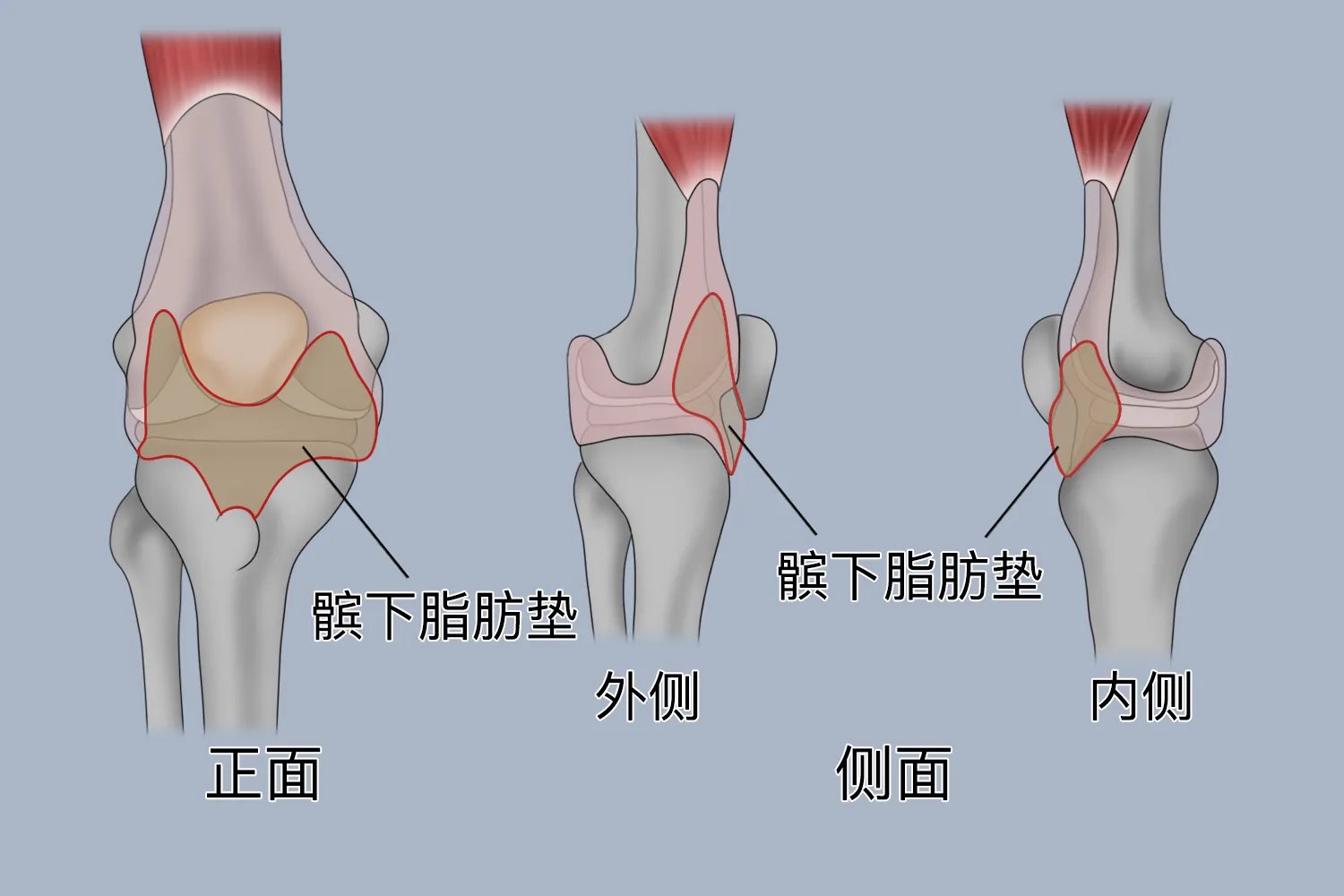 正常膝关节图片