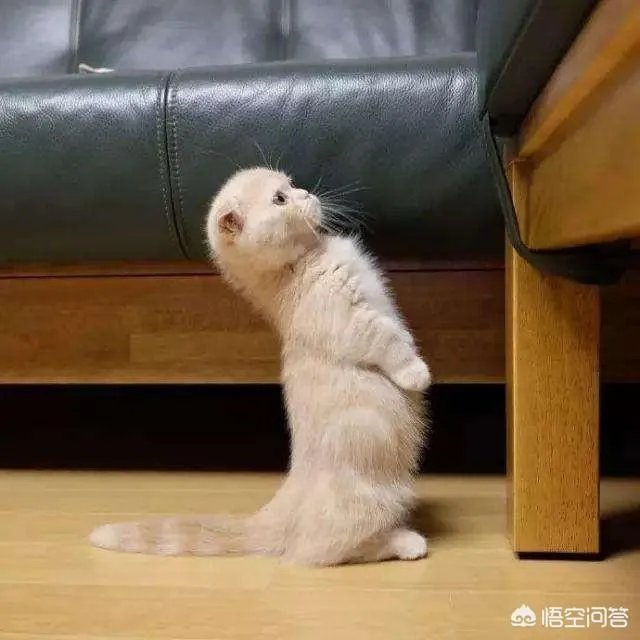 猫为什么可以站着?