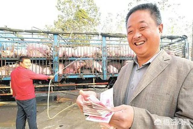 安徽猪饲料排名