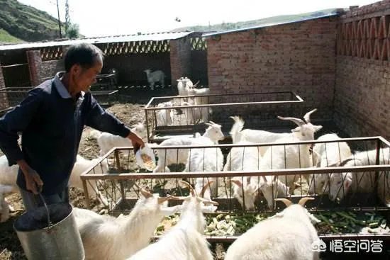 搞养殖业,养羊、养猪、养牛哪个好?为何?