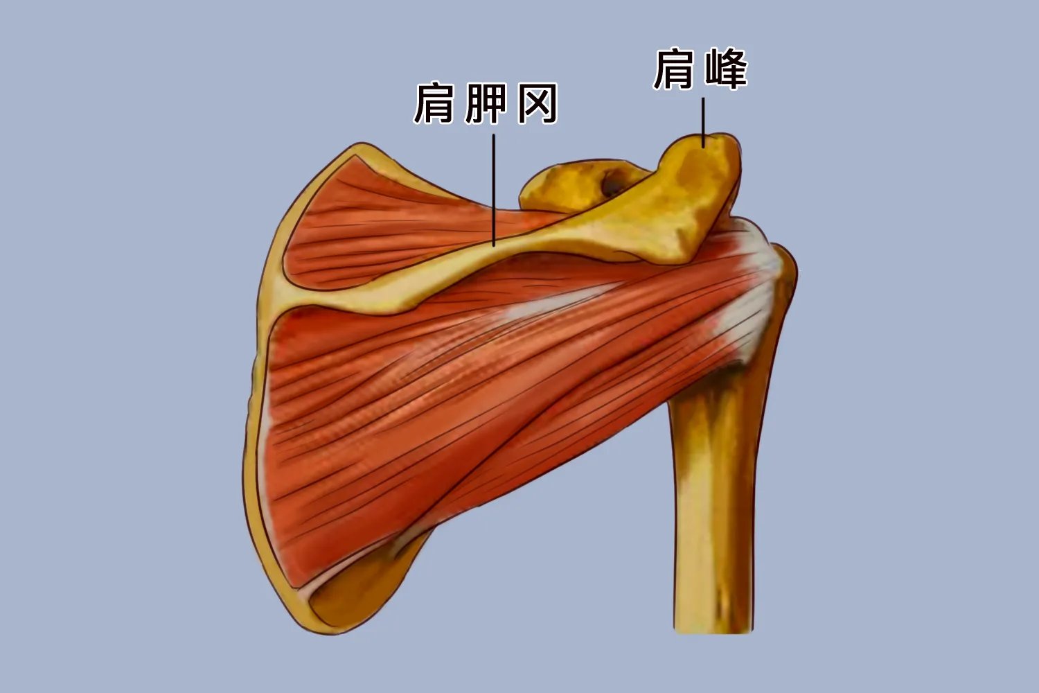 肩峰图片