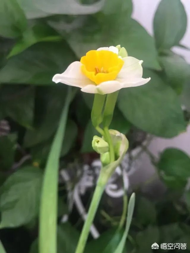 新婚夫妻过年回家,只有七天假期,应该只回一家,还是两家都回,还是各回各家?