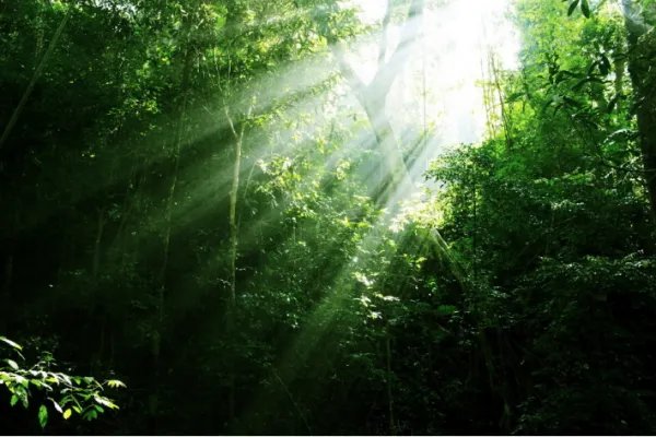 rainforest 类型