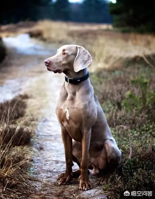 魏玛犬这种狗怎么样？