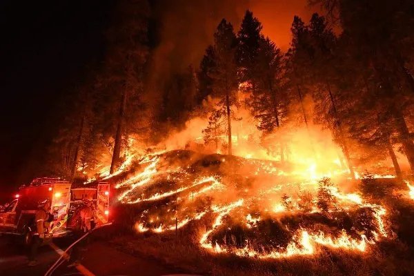 澳洲火山考拉