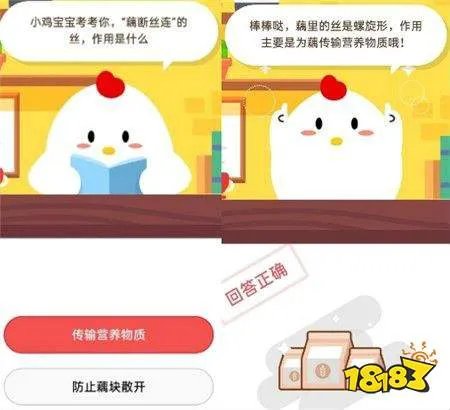 “藕断丝连”的丝作用是什么？传输营养物质还是防止藕块散开