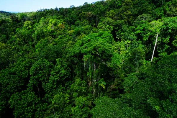 rainforest 类型