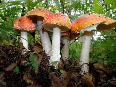 云南的野生菌大量生长,离群的大象会不会误食有毒的蘑菇?