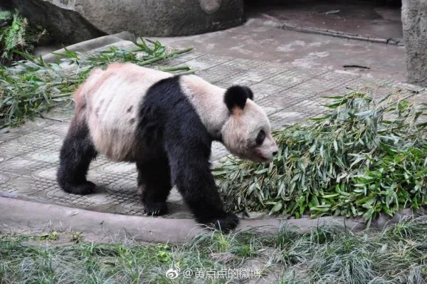 大熊猫灵灵去世，去世的原因是什么？