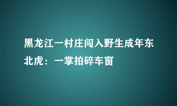 黑龙江一村庄闯入野生成年东北虎：一掌拍碎车窗