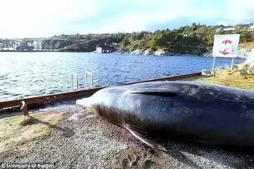 新西兰近百头鲸集体搁浅海滩死亡,鲸鱼为什么会集体搁浅?