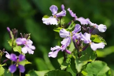 二月兰花的介绍 二月兰花栽培技术