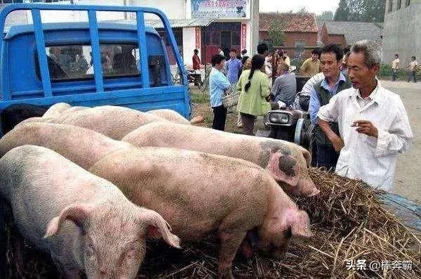 猪价连续下跌九天了,是什么原因造成猪价大跌,何时能上涨?