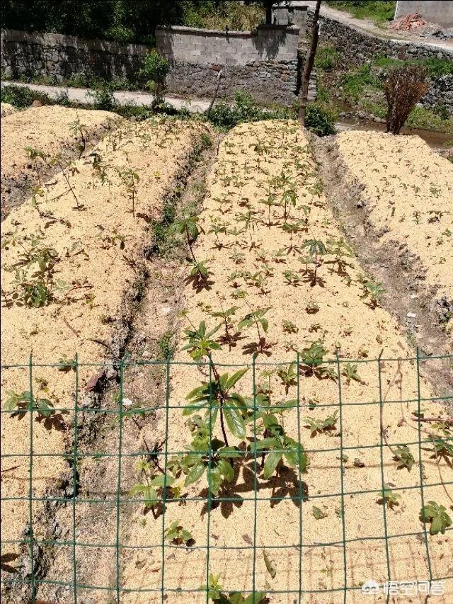 白芨种植前景如何?