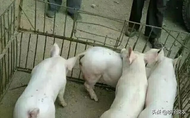 7月14日,10个省份的生猪价格突破了10元/斤的行情,这个行情能持续多久?