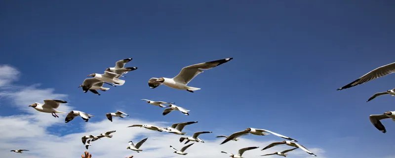 惊弓之鸟的主人公是谁 惊弓之鸟的主人公是谁的故事主人公