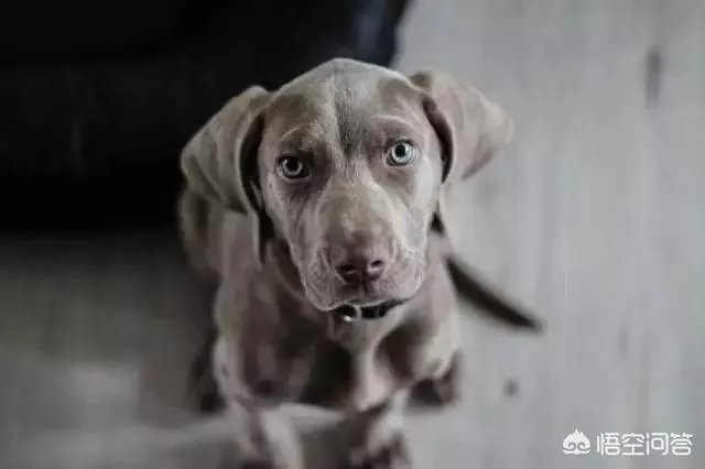 魏玛犬这种狗怎么样？
