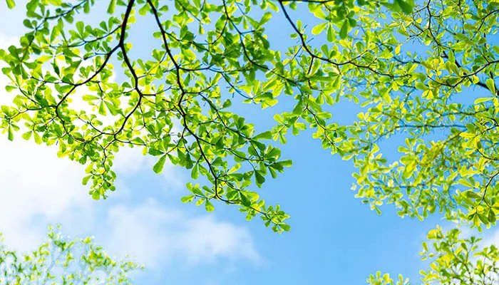 今年入伏从哪一天开始2022 2022入伏时间是什么时候