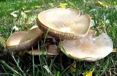 云南的野生菌大量生长,离群的大象会不会误食有毒的蘑菇?