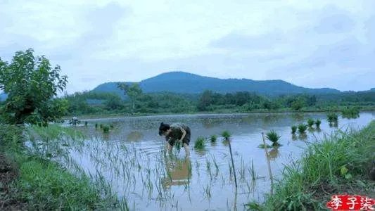 李子柒的作品被抄袭，她是怎么维权的？