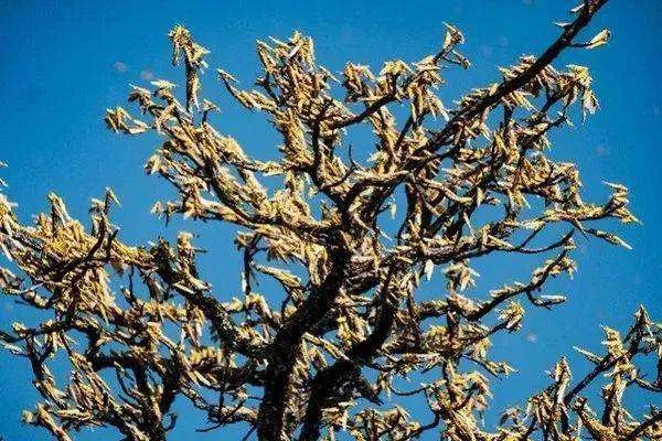 非洲蝗灾恐又将卷土重来,真的拿它们没有办法吗?