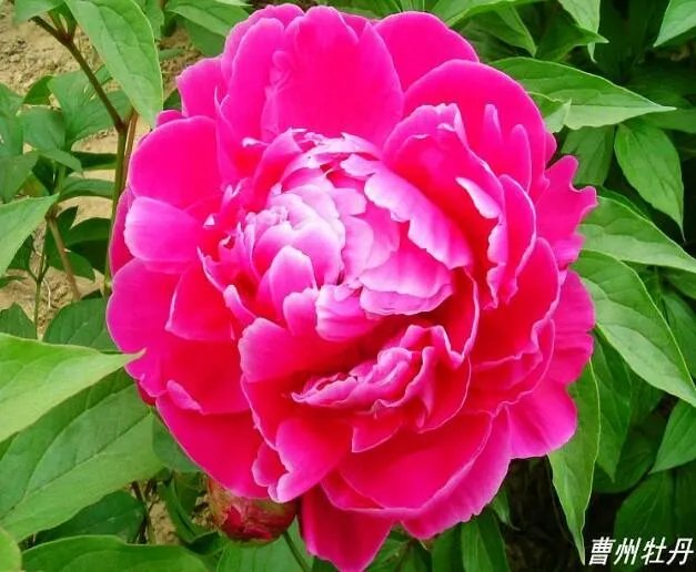菏泽牡丹很有名么?