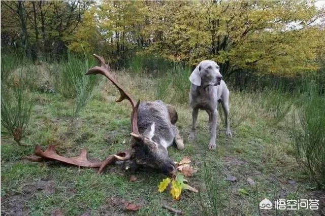 魏玛犬这种狗怎么样？