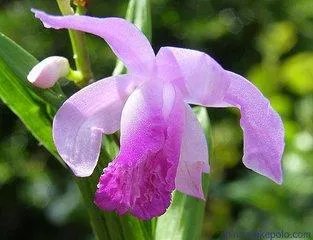 白芨种植前景如何?