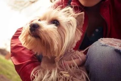 狂犬疫苗多少小时内打有效