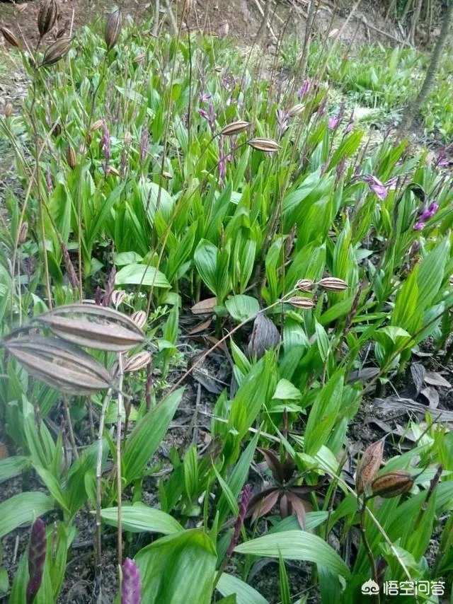 白芨种植前景如何?