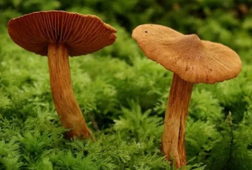 昆明一职员称办公室长出巨大毒蘑菇,蘑菇的生长力有多旺盛?