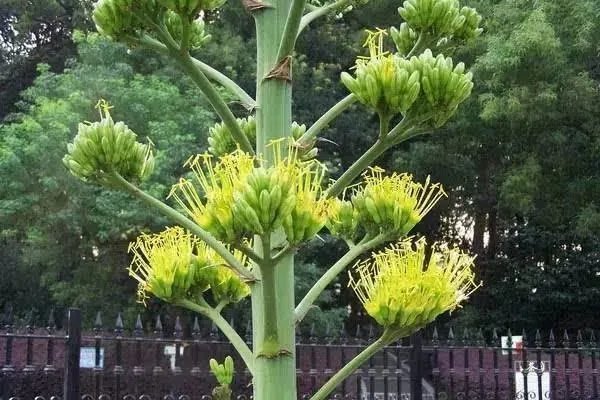 老人为什么会说开花的竹子是不祥之兆?