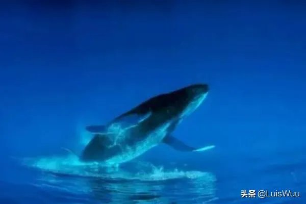 Alice是什么意思?
