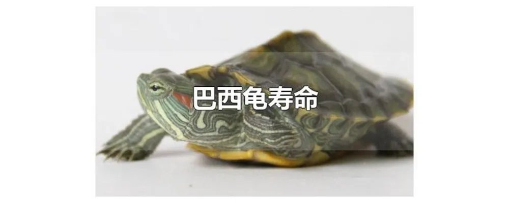 巴西龟寿命