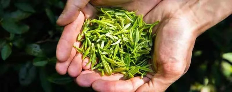 碧螺春是绿茶吗 碧螺春的特点及营养成分